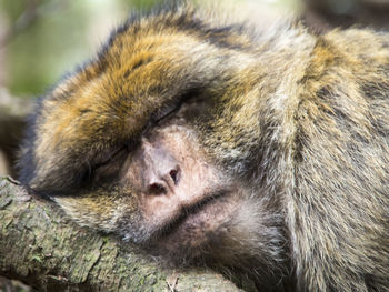 Close-up of sleeping monkey