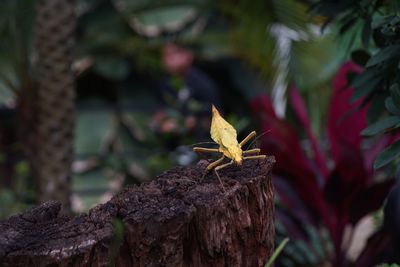 Close-up of insect on tree trunk