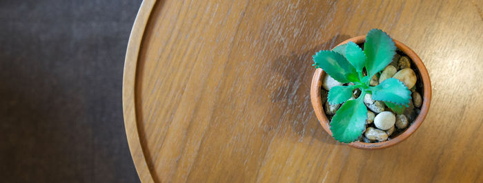 High angle view of leaf on wood