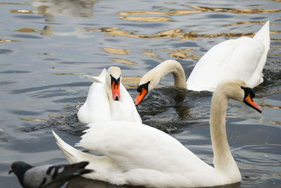 Swans swimming in river