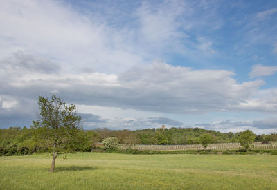 Trees on field against sky