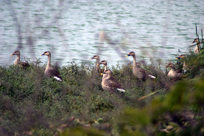 Birds in lake