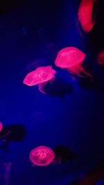 Close-up of jellyfish in sea