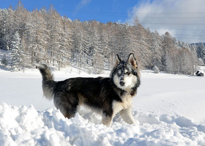 Dog on snow field against sky