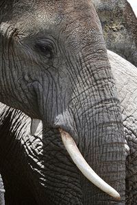 Close-up of elephant in zoo