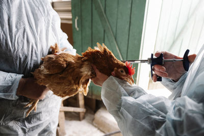 Veterinarians vaccinating hen at poultry farm