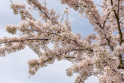 Low angle view of cherry blossom tree against sky