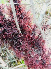 Close-up of plant against blurred background