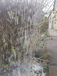 Plants against bare trees