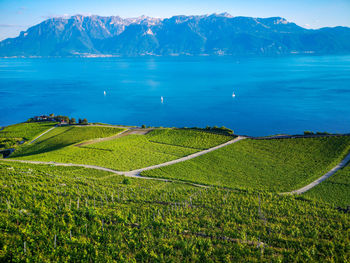 View of lac léman and vineyards at saint saphorin, lavaux