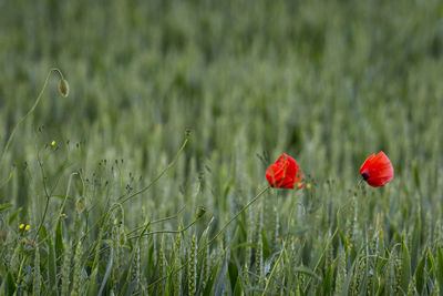 Close-up of flower in field