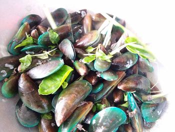 High angle view of shells in plate