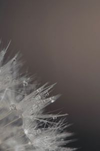 Close-up of water drops on dandelion