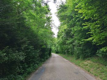 Road amidst trees in forest