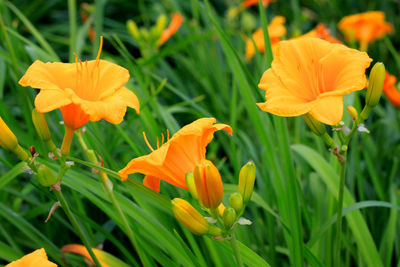 Close-up of orange day lily blooming on field