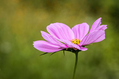 Close-up of pink cosmos flower