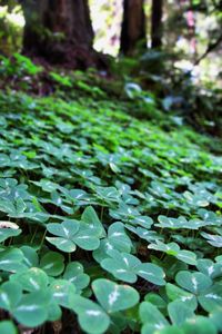 Close-up of plant growing in forest