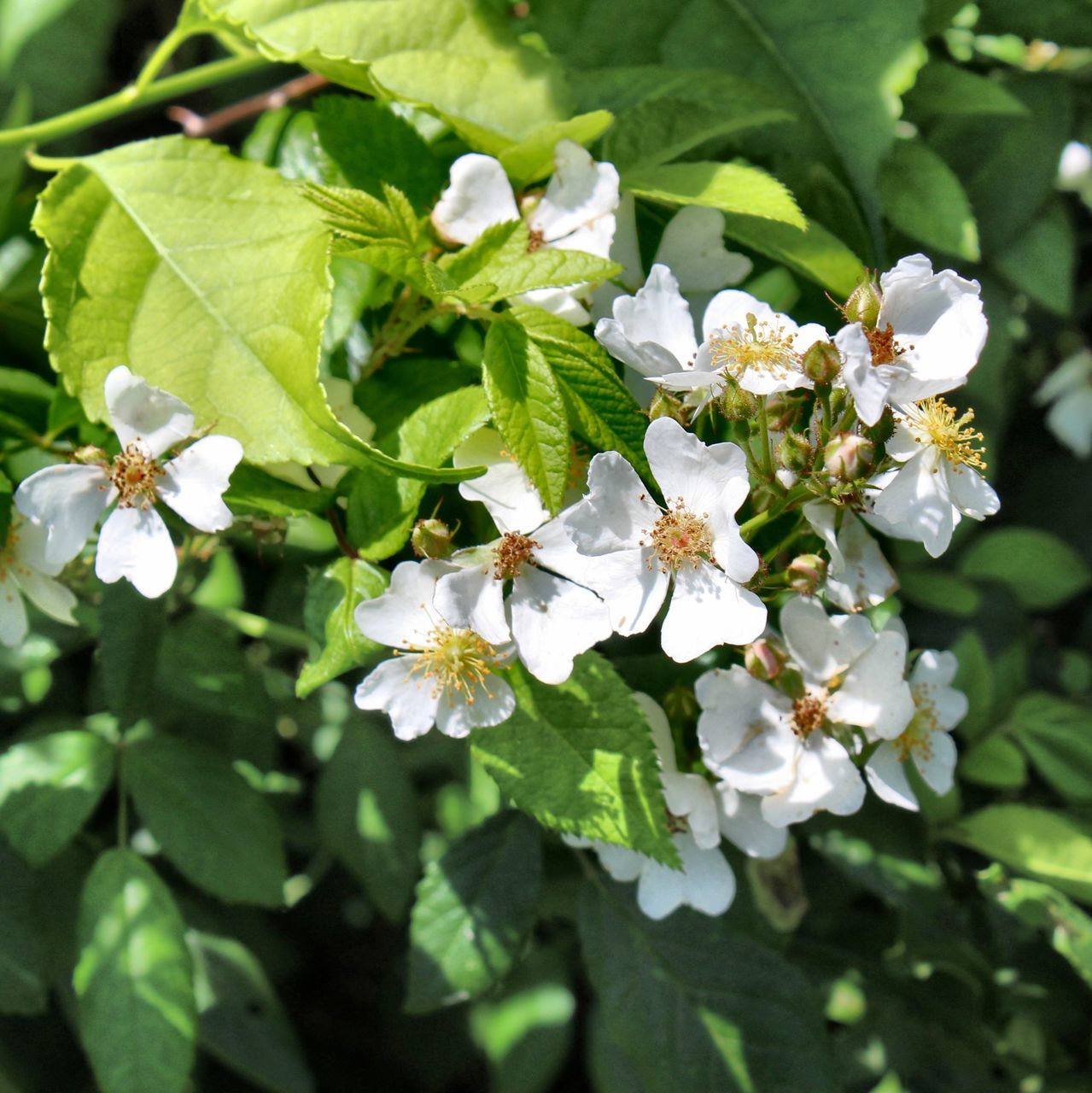 flower, flowering plant, growth, plant, fragility, beauty in nature, vulnerability, freshness, leaf, petal, plant part, close-up, white color, flower head, pollen, nature, inflorescence, invertebrate, insect, day, no people, springtime, outdoors, pollination