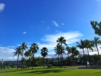 Palm trees against cloudy sky