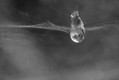 Close-up of water drops on spider web