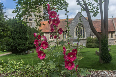 Pink flowers blooming in lawn