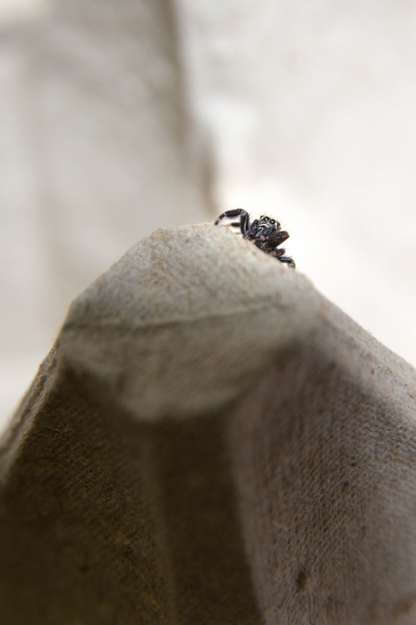 CLOSE-UP OF GRASSHOPPER ON ROCK