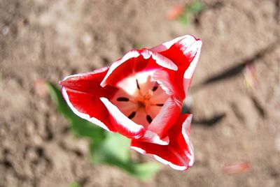 Close-up of red flower