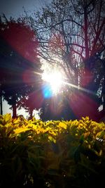 Close-up of flower trees against sky during sunset