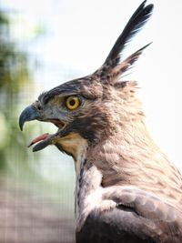 Close-up of a bird looking away