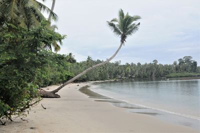 Scenic view of palm trees on beach against sky