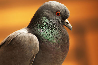 Close-up of pigeon