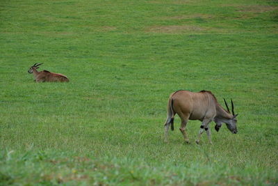 Antelopes grazing on grassy field