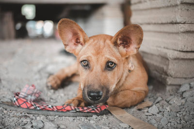 Close-up portrait of dog lying on footpath