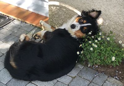 High angle portrait of dog sitting outdoors