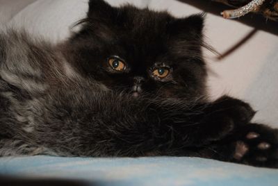 Close-up portrait of black cat