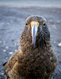 Close-up of a bird