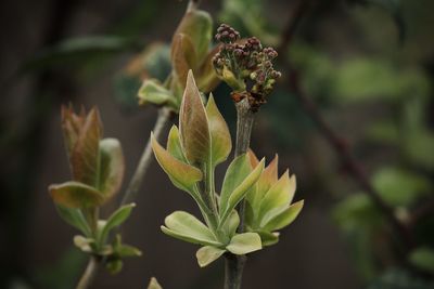 Close-up of flowering plant