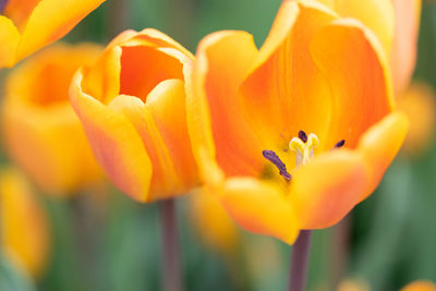 Close-up of orange flower