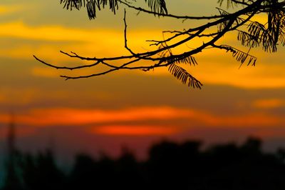 Silhouette plants against dramatic sky during sunset