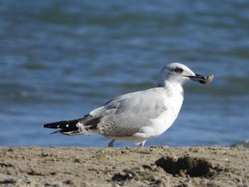 Close-up of seagull on beach