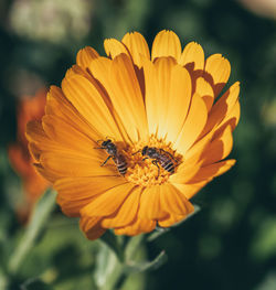 Close-up of insect on yellow flower