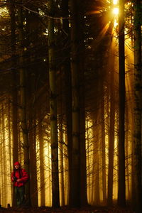 Man standing in forest during sunset