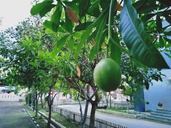 Fruits growing on tree by street