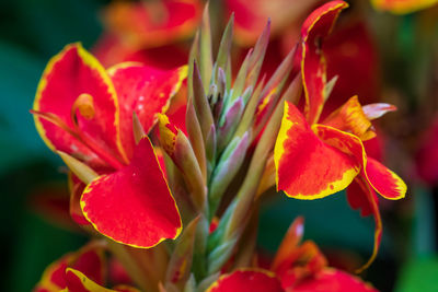 Close-up of red flowering plant