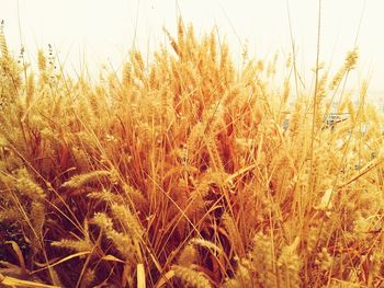 Close-up of wheat growing on field against sky