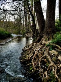 River flowing through forest