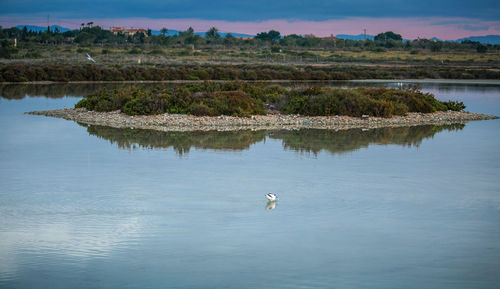 Bird swimming in lake