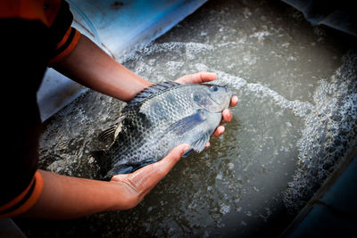 High angle view of hand holding fish in water