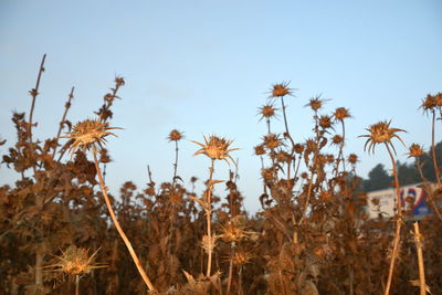 Close-up of flowering plants on field against clear sky