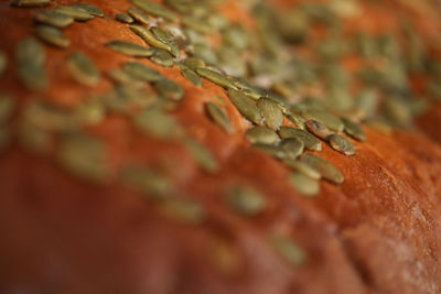 Close-up of autumn leaves